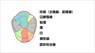 複雑な臼歯形態も、分解して考えるとシンプルになります
